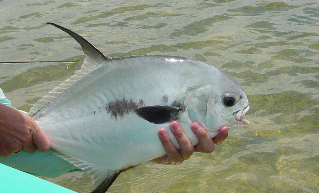 Ascension Bay Permit fishing
