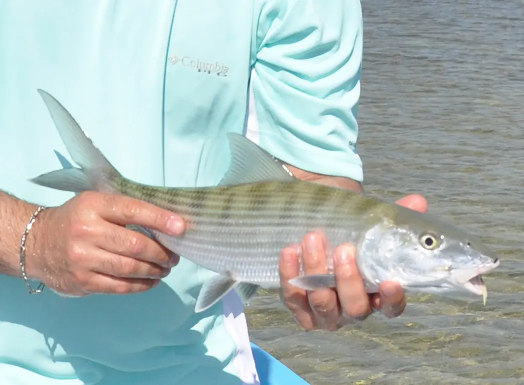 Fly Fishing Bonefish Riviera Maya