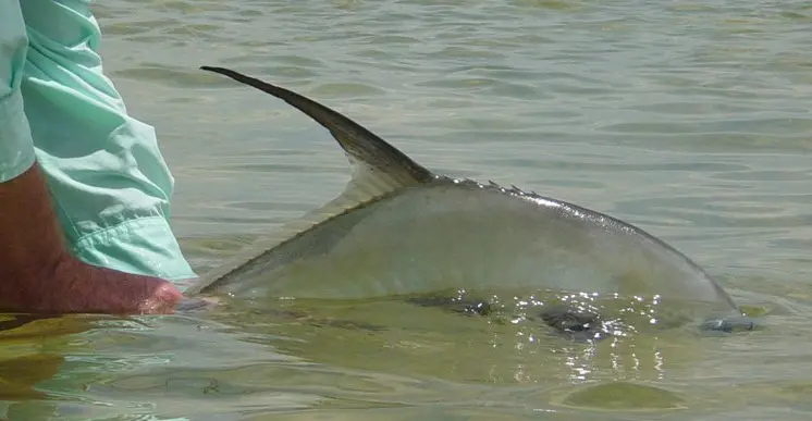 Riviera Maya Fly Fishing Pictures