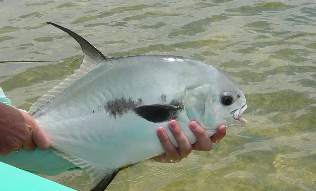 Permit Fishing In Ascension Bay